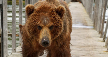 Медведь прогулялся по калифорнийскому городу и удивил американцев