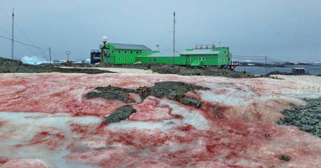 В Антарктиде выпал красный снег — ФОТО