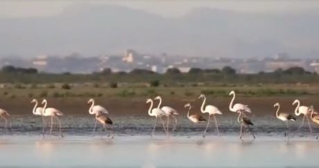 В Нахчыван возвращаются фламинго