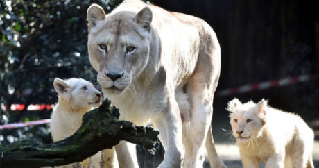 В Баку привезут белых львов и зебру