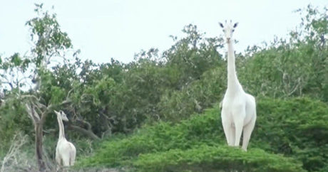 Двое из трёх последних белых жирафов в мире были убиты браконьерами