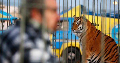 РФ продлила запрет на ввоз экзотических животных из КНР