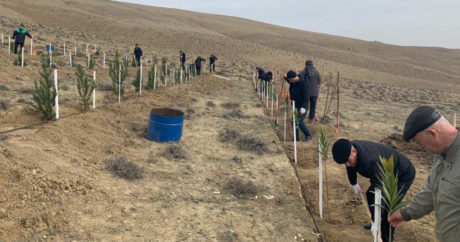В Азербайджане за неделю посажено около 95 тысяч деревьев — ФОТО