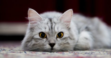 В США зафиксировали заражения домашних кошек COVID-19
