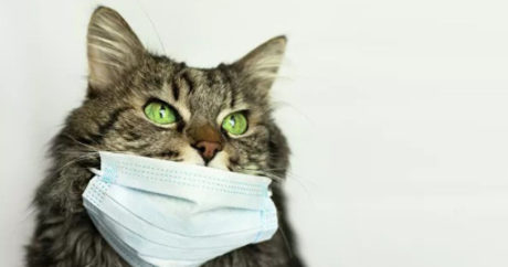 В Гонконге у кошки подтвердился коронавирус