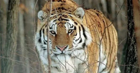 Тигрица в зоопарке Нью-Йорка заразилась коронавирусом