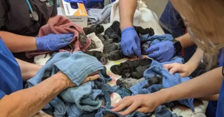 Собака поставила рекорд, родив 21 щенка
