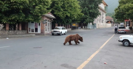 В Азербайджане в центре города замечен медведь