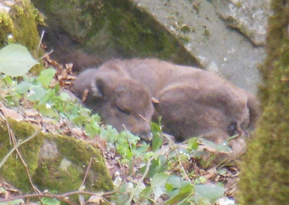 В Шахдагском национальном парке родился второй детеныш зубра
