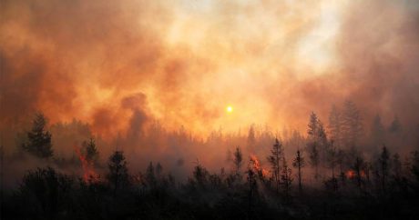 Спасатели за сутки потушили почти 40 лесных пожаров в России