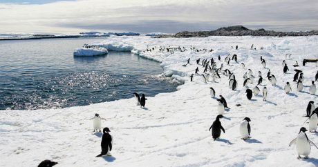 Ученые рассказали о рекордных темпах потепления на Южном полюсе