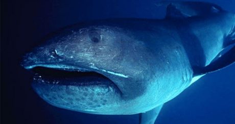 В сети в Токийском заливе попала гигантская редкая акула