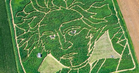 В Германии на поле подсолнухов появился портрет Бетховена