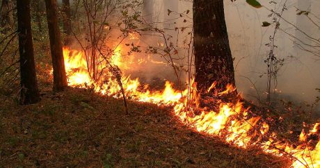 ​В Грузии к тушению лесных пожаров привлечены 4 вертолета