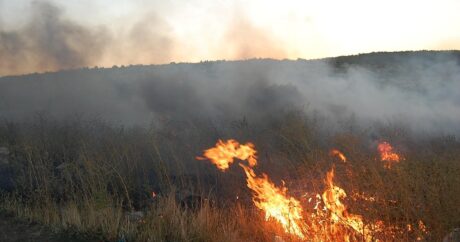В Лерике произошел лесной пожар