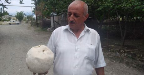 Житель Исмаиллы нашел гриб весом три килограмма