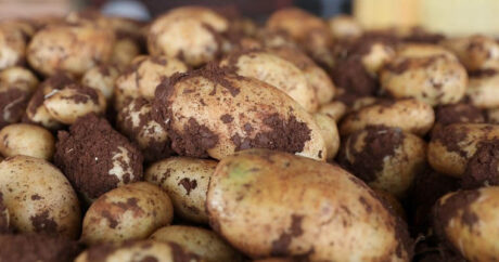Украина намерена запретить импорт картошки из России