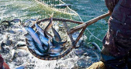 В Гызылагаджском заповеднике задержан рыболов-браконьер