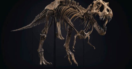 В Нью-Йорке на аукционе продадут скелет тираннозавра