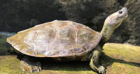 Редкие «улыбающиеся» черепахи спасены от вымирания