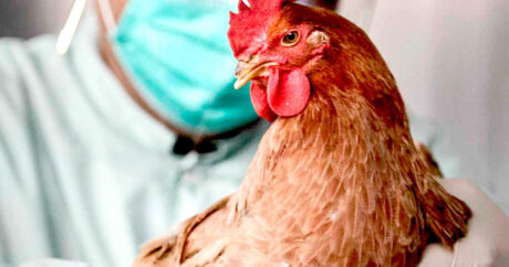 В Бельгии зафиксирована вспышка птичьего гриппа