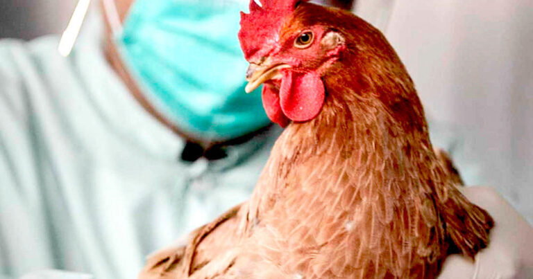 В Бельгии зафиксирована вспышка птичьего гриппа