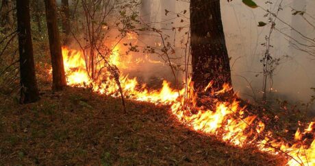 Армяне обстреляли Дашкесан, возник пожар в лесистой местности