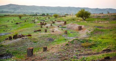 МЭПР: Армяне уничтожили в Губадлы восточные чинары возрастом 150-300 лет