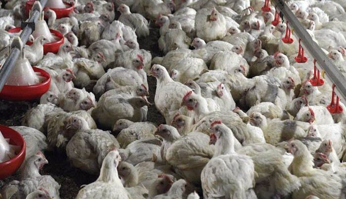 Россия запретила поставки мяса птицы из Японии