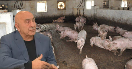 Армянский беспредел в Казахстане: казахи требуют закрыть армянскую свиноферму — Видео
