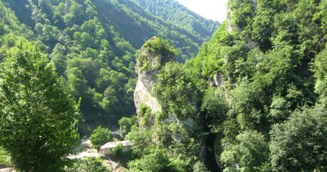 Стартовала международная кампания «Защитим леса Карабаха!»