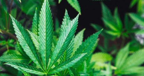 Палата представителей США поддержала легализацию марихуаны