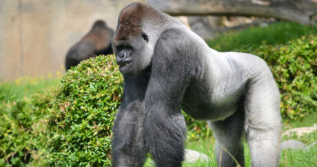 У горилл впервые выявили коронавирус