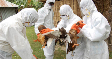 В Японии вспышку птичьего гриппа зафиксировали уже в 14 префектурах