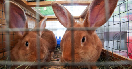 В ВОЗ допустили распространение коронавируса через барсуков и кроликов
