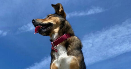 Собака из приюта спасла жизнь новому хозяину