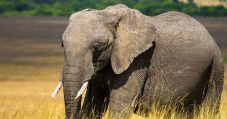 В Ботсване продолжается гибель слонов по неизвестным причинам