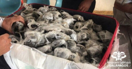 В аэропорту обнаружили 185 черепашек, завернутых в пленку