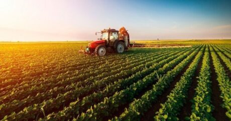 В Азербайджане в этом году будет готов статистический портал по аграрной сфере