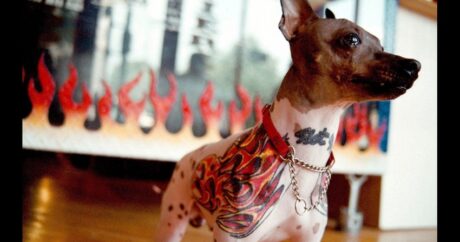 В Бразилии запретили делать татуировки домашним животным