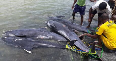 В Гане удалось спасти 30 дельфинов из 200 выброшенных на берег