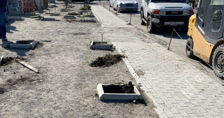 В Баку неизвестные заперли охранников и вырубили свыше 60 деревьев