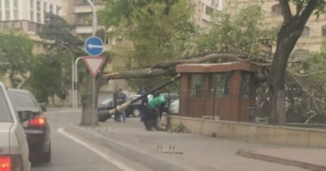 Сильный ветер в Баку привел к серьезным последствиям