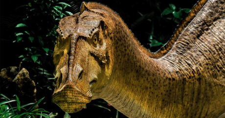 В Японии обнаружили новый вид утконосого динозавра