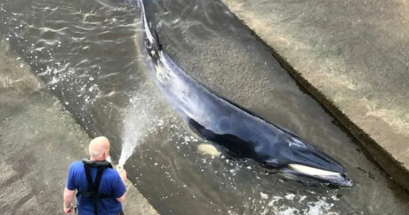 Спасатели вызволили детеныша кита, застрявшего на мели в Темзе