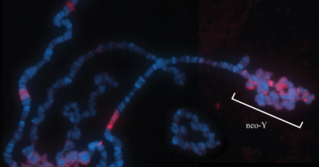 Генетики подтвердили токсичность Y-хромосомы для самцов плодовых мушек