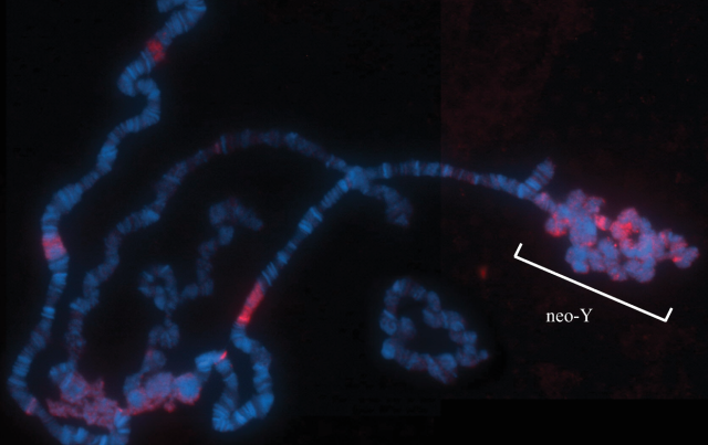 Генетики подтвердили токсичность Y-хромосомы для самцов плодовых мушек