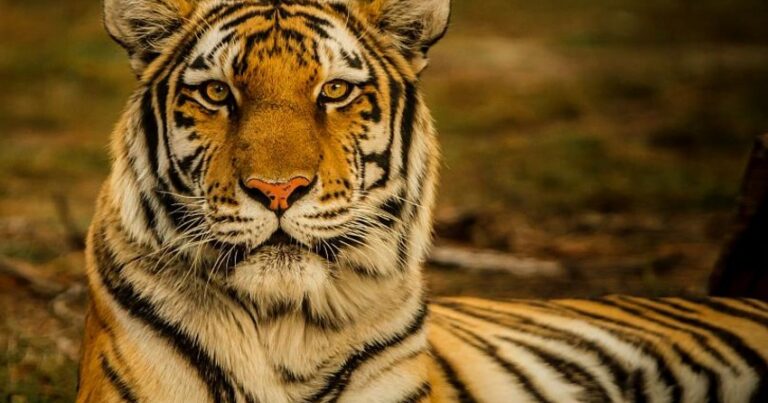 Серийный убийца бенгальских тигров арестован в Бангладеш