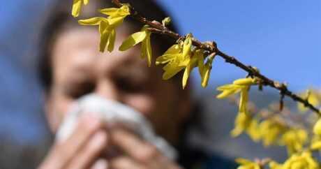 Ученые выяснили, что пыльца деревьев может переносить коронавирус