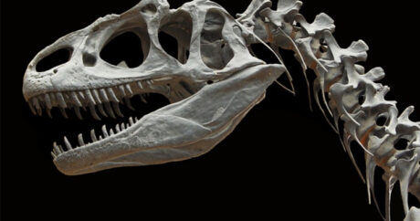 Ученые нашли доказательства зимовки и размножения динозавров в Арктике
